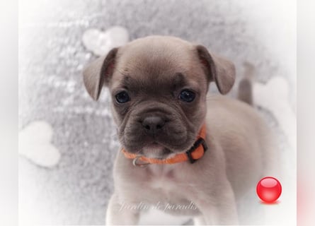 Alternativ Französische Bulldoggen mit Rute und guter Schnauze inkl Ahnentafel