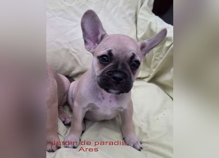 Alternativ Französische Bulldoggen mit Rute und guter Schnauze inkl Ahnentafel