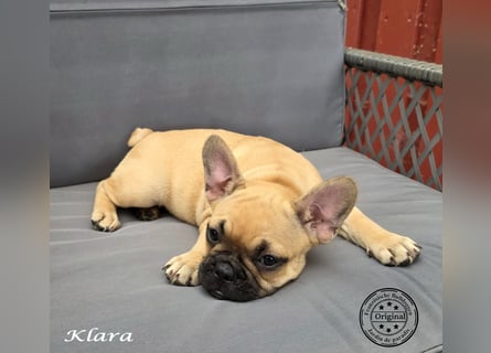 Alternativ Französische Bulldoggen mit Ahnentafel suchen noch eine Familie