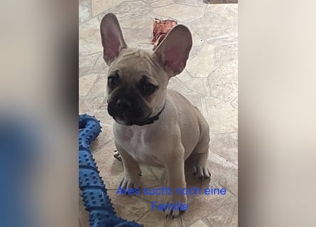 Alternativ Französische Bulldoggen mit Rute und guter Schnauze inkl Ahnentafel