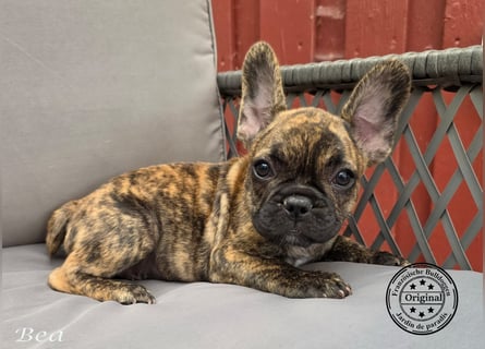 Alternativ Französische Bulldoggen mit Ahnentafel suchen noch eine Familie