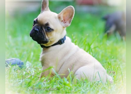 Alternativ Französische Bulldoggen mit Ahnentafel suchen noch eine Familie