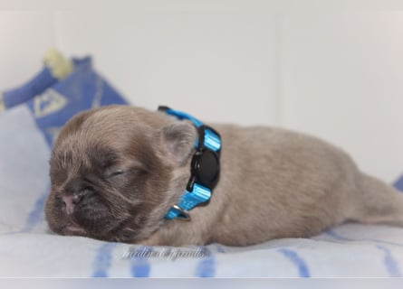 Alternativ Französische Bulldoggen mit Ahnentafel suchen noch eine Familie