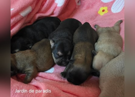 Alternativ Französische Bulldoggen mit Ahnentafel suchen noch eine Familie