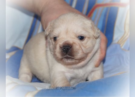 Alternativ Französische Bulldoggen mit Ahnentafel suchen noch eine Familie