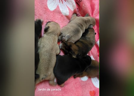 Alternativ Französische Bulldoggen mit Ahnentafel suchen noch eine Familie