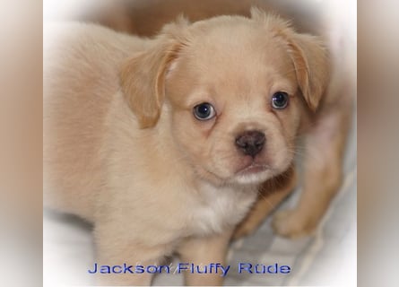 Alternativ Französische Bulldoggen Rüde mit Rute und guter Schnauze inkl Ahnentafel