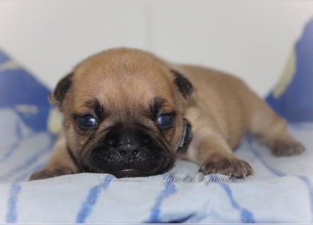 Alternativ Französische Bulldoggen mit Ahnentafel suchen noch eine Familie