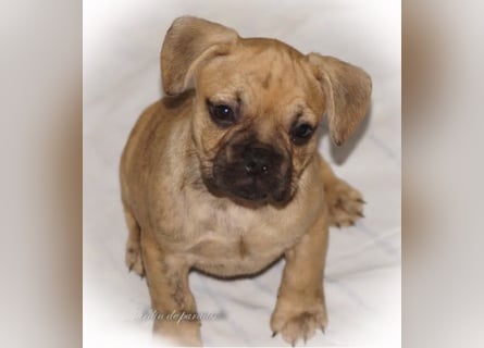 Alternativ Französische Bulldoggen mit Rute und guter Schnauze inkl Ahnentafel