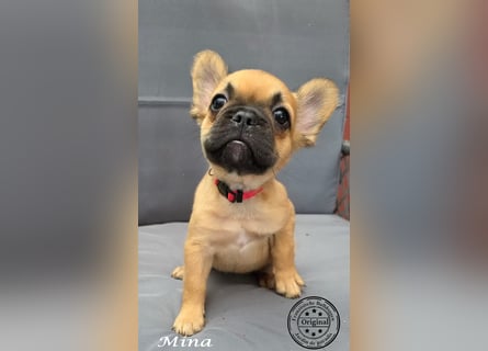 Alternativ Französische Bulldoggen mit Ahnentafel suchen noch eine Familie