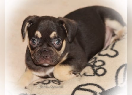 Alternativ Französische Bulldoggen mit Rute und guter Schnauze inkl Ahnentafel