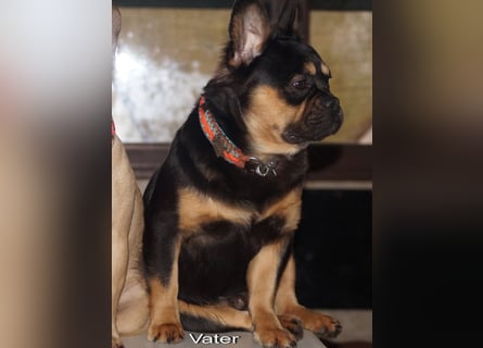 Alternativ Französische Bulldoggen mit Rute und guter Schnauze inkl Ahnentafel