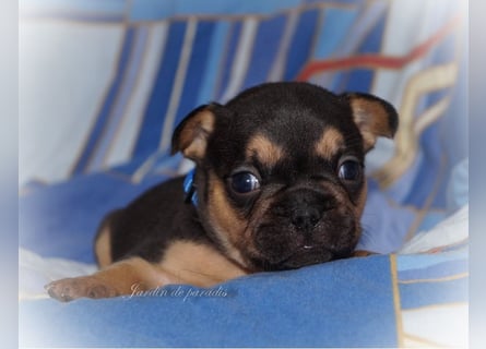 Alternativ Französische Bulldoggen mit Ahnentafel suchen noch eine Familie