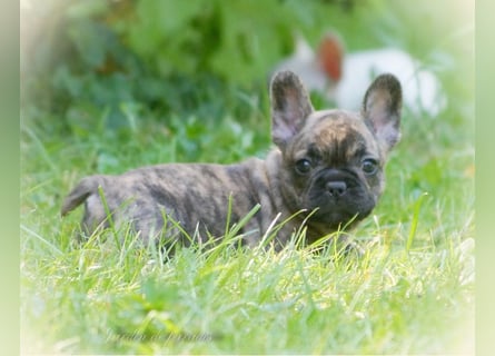 Alternativ Französische Bulldoggen mit Ahnentafel suchen noch eine Familie