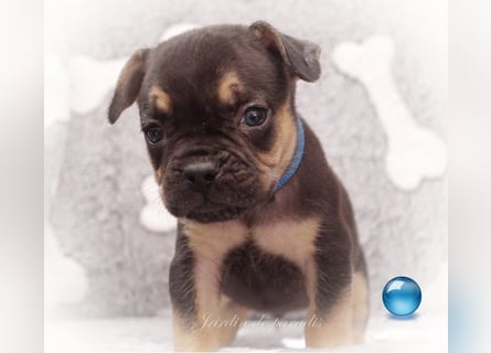 Alternativ Französische Bulldoggen mit Rute und guter Schnauze inkl Ahnentafel