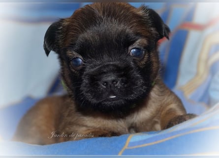 Alternativ Französische Bulldoggen mit Ahnentafel suchen noch eine Familie