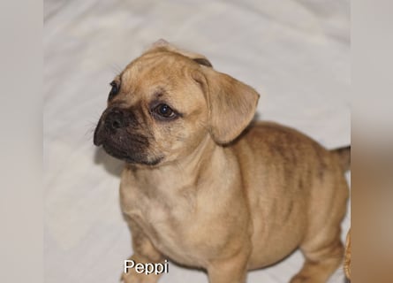 Alternativ Französische Bulldoggen mit Rute und guter Schnauze inkl Ahnentafel
