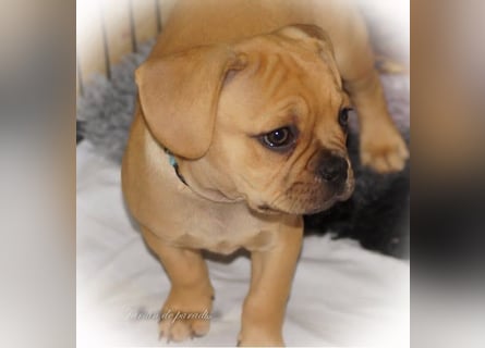 Alternativ Französische Bulldoggen "Lumpi" mit Rute und guter Schnauze inkl Ahnentafel