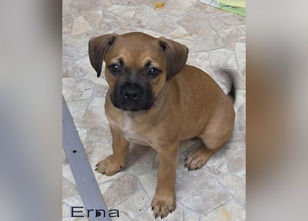 Alternativ Französische Bulldoggen Hündin mit Rute und guter Schnauze inkl Ahnentafel