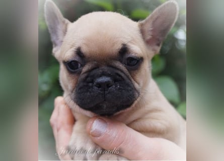 Alternativ Französische Bulldoggen mit Ahnentafel suchen noch eine Familie
