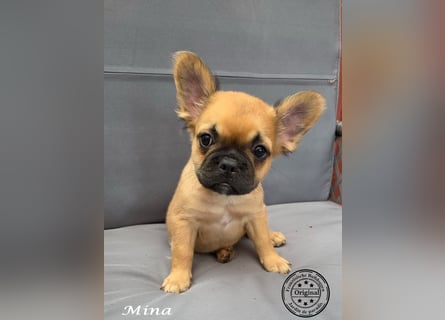 Alternativ Französische Bulldoggen mit Ahnentafel suchen noch eine Familie
