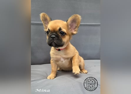 Alternativ Französische Bulldoggen mit Ahnentafel suchen noch eine Familie