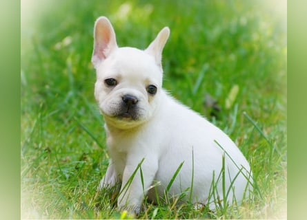 Alternativ Französische Bulldoggen mit Ahnentafel suchen noch eine Familie