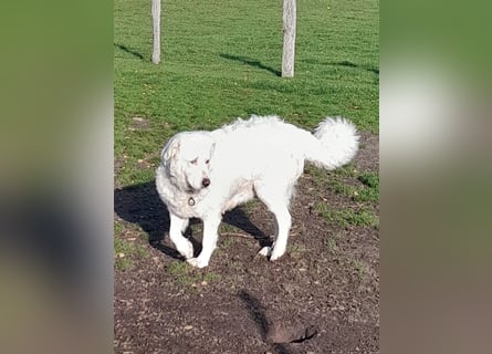 Franz. Pyrenäenberghund