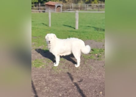 Franz. Pyrenäenberghund