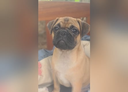Verspielte Retromops-Frops Kinder (25 % Französische Bulldogge)