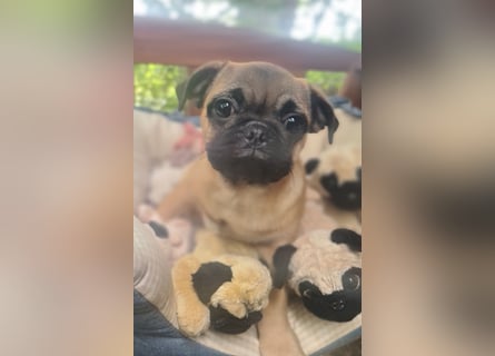 Verspielte Retromops-Frops Kinder (25 % Französische Bulldogge)