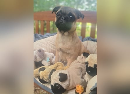 Verspielte Retromops-Frops Kinder (25 % Französische Bulldogge)