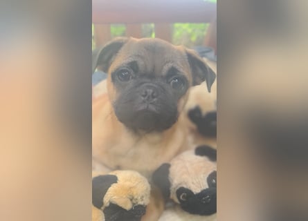 Verspielte Retromops-Frops Kinder (25 % Französische Bulldogge)