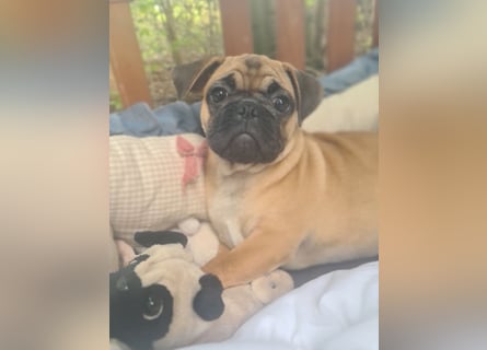 Verspielte Retromops-Frops Kinder (25 % Französische Bulldogge)