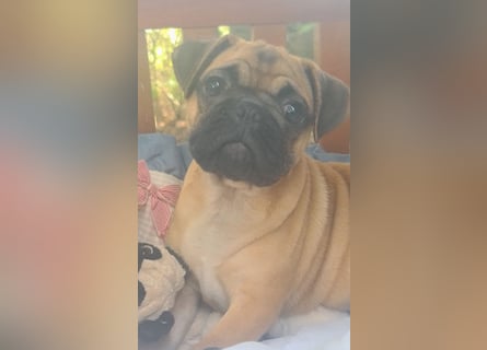 Verspielte Retromops-Frops Kinder (25 % Französische Bulldogge)