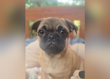 Verspielte Retromops-Frops Kinder (25 % Französische Bulldogge)