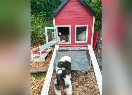 Geschenk unter 25 Euro - Welpe entspannt erziehen mit dem Buch Wege zum Familienhund