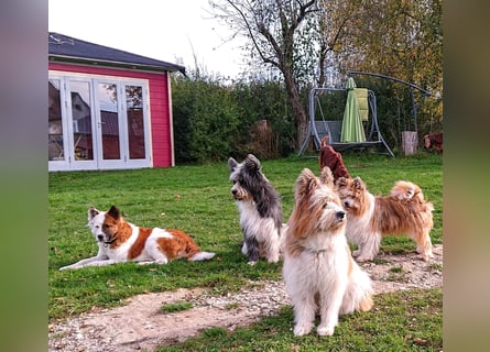 Geschenk unter 25 Euro - Welpe entspannt erziehen mit dem Buch Wege zum Familienhund