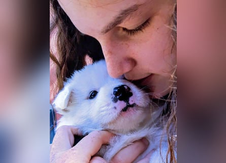 Geschenk unter 25 Euro - Welpe entspannt erziehen mit dem Buch Wege zum Familienhund