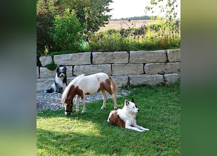 Geschenk unter 25 Euro - Welpe entspannt erziehen mit dem Buch Wege zum Familienhund
