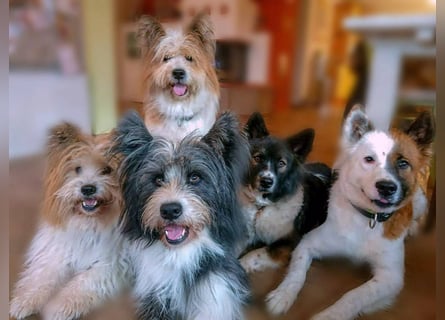 Geschenk unter 25 Euro - Welpe entspannt erziehen mit dem Buch Wege zum Familienhund