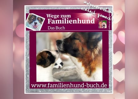 Geschenk unter 25 Euro - Welpe entspannt erziehen mit dem Buch Wege zum Familienhund