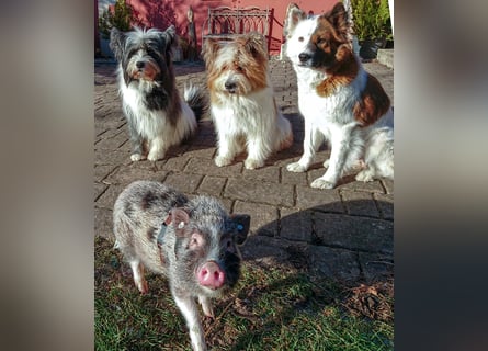 Geschenk unter 25 Euro - Welpe entspannt erziehen mit dem Buch Wege zum Familienhund