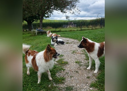 Geschenk unter 25 Euro - Welpe entspannt erziehen mit dem Buch Wege zum Familienhund