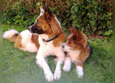 Geschenk unter 25 Euro - Welpe entspannt erziehen mit dem Buch Wege zum Familienhund