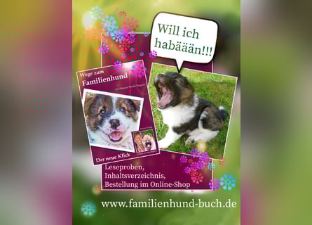 Geschenk unter 25 Euro - Welpe entspannt erziehen mit dem Buch Wege zum Familienhund