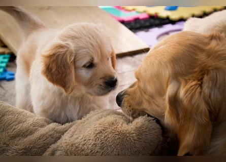 Golden Retriever Welpen VDH/GRC