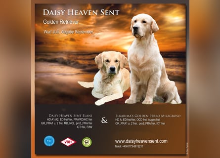 Golden Retriever Welpen VDH/GRC