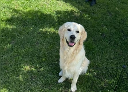 Golden Retriever Deckrüde mit Ahnentafel
