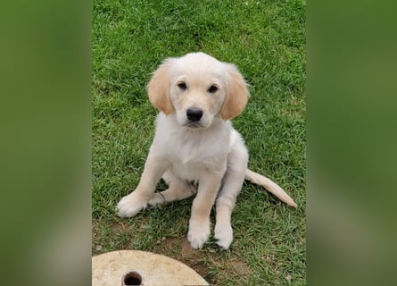 Golden Retriever Deckrüde